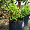 Plumbago Dark Blue 10L