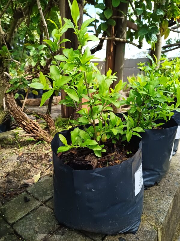 Plumbago Dark Blue 10L
