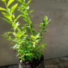 JPEG_20261003_095211_4240642603094657543-scaled-1 Spiraea Japonica White 4l