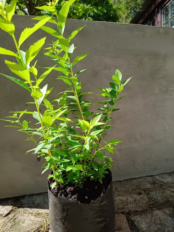 JPEG_20261003_095211_4240642603094657543-scaled-1 Spiraea Japonica White 4l