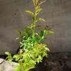 JPEG_20261003_095756_4469591467985808495-scaled-1 Spiraea Japonica Pink 4L