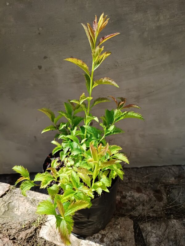 JPEG_20261003_095756_4469591467985808495-scaled-1 Spiraea Japonica Pink 4L