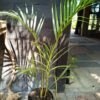 Chrysalidocarpus Lutescens (Bamboo Palm)