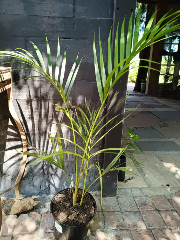 Chrysalidocarpus Lutescens (Bamboo Palm)