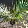 Chrysalidocarpus Lutescens (Bamboo Palm)