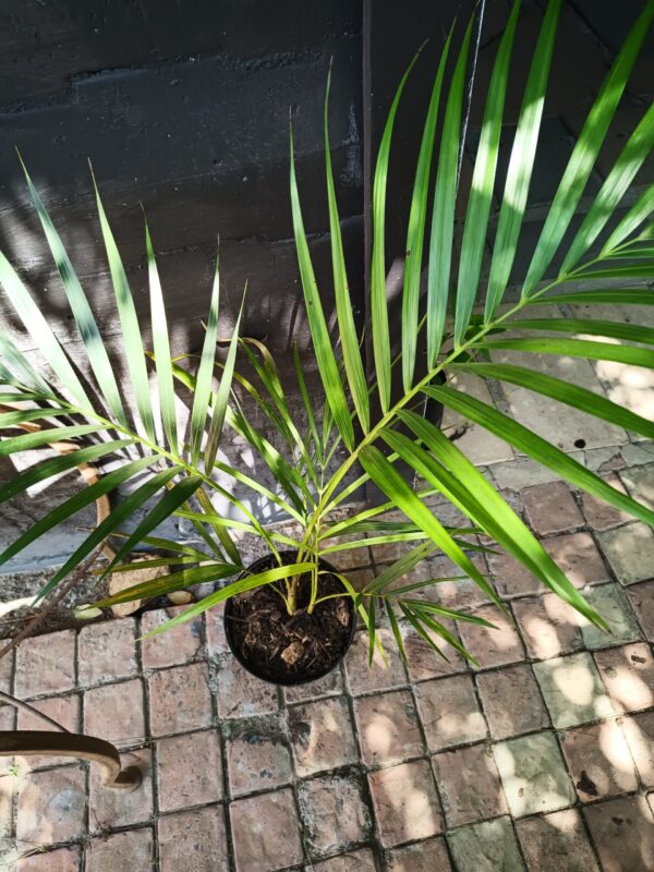 Chrysalidocarpus Lutescens (Bamboo Palm)