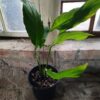 JPEG_20261006_090830_5931795293981387561-scaled-1 Peace Lily (Spathiphyllum)