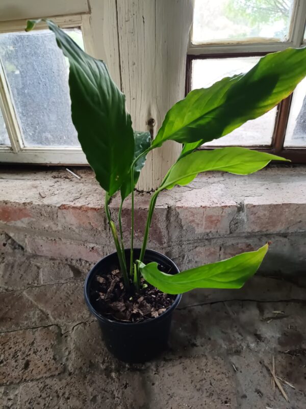 JPEG_20261006_090830_5931795293981387561-scaled-1 Peace Lily (Spathiphyllum)