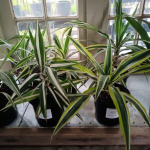 Dracaena Reflexa 17cm