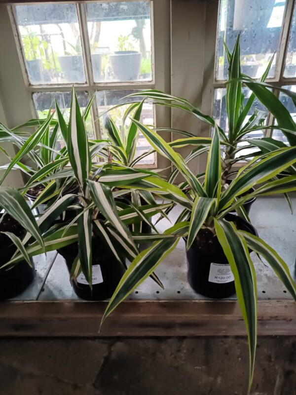 JPEG_20261006_093340_6112998808886137652-scaled-1 Dracaena Reflexa 17cm