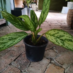 Aglaonema Golden Spoon 19cn