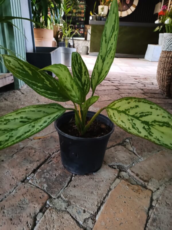 JPEG_20261006_093715_2458427385477129034-scaled-1 Aglaonema Golden Spoon 19cn