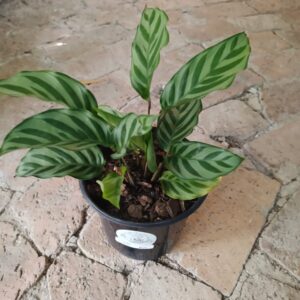 Calathea Louisia 15cm