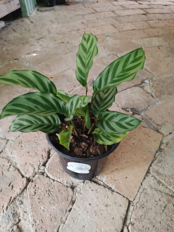 JPEG_20261006_094206_6757386968555774221-scaled-1 Calathea Louisia 15cm