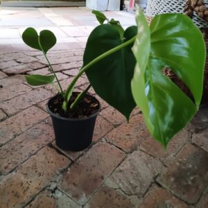 Delicious Monstera