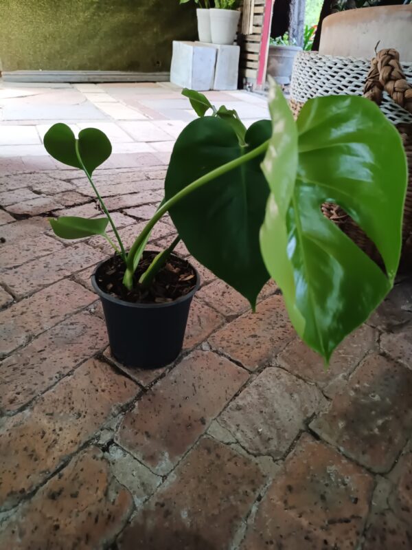 JPEG_20261006_095405_7655584074823691865-scaled-1 Delicious Monstera