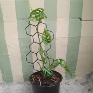 Monstera Adansonii