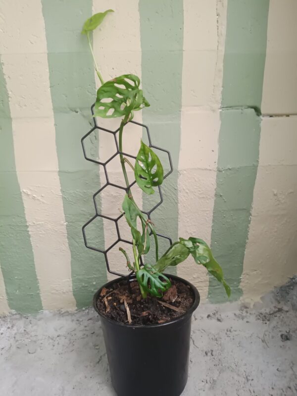 JPEG_20261006_103818_1107010065727655438-scaled-1 Monstera Adansonii