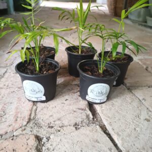 Chamaedorea Elegans (Parlour Palm) 9cm