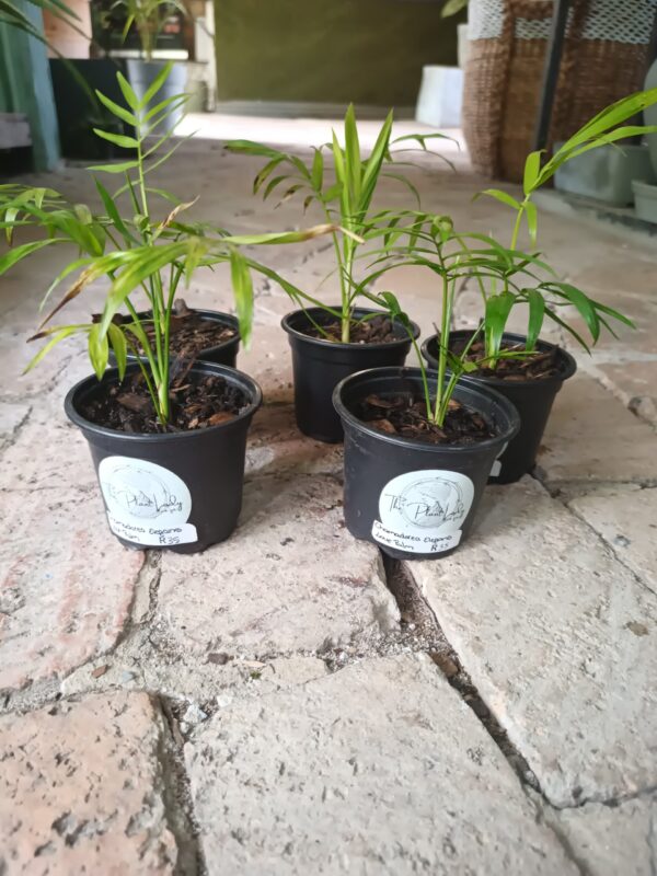 JPEG_20261006_104203_180393573870791856-scaled-1 Chamaedorea Elegans (Parlour Palm) 9cm