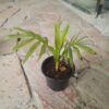 JPEG_20261006_104249_8007861068964003065-scaled-1 Chamaedorea Elegans (Parlour Palm) 9cm