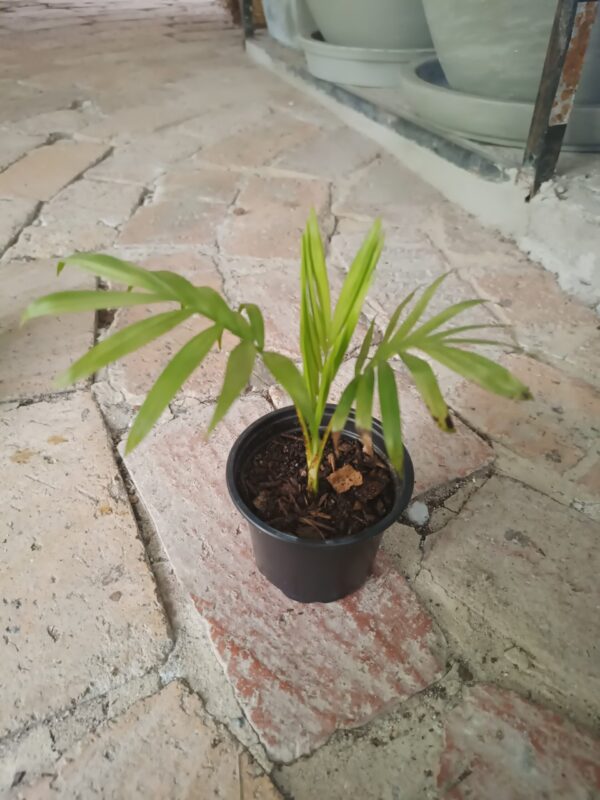 JPEG_20261006_104249_8007861068964003065-scaled-1 Chamaedorea Elegans (Parlour Palm) 9cm