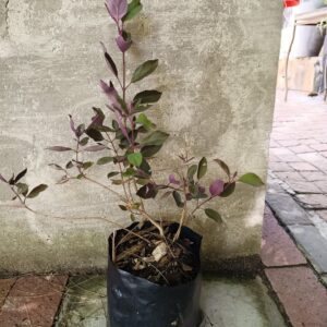 Vitex Trifolia 4l