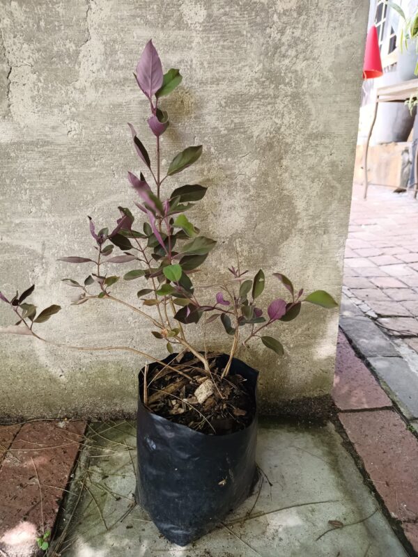 JPEG_20261006_131724_8312855206660140452-scaled-1 Vitex Trifolia 4l