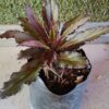 JPEG_20261007_122733_6227531868504244324-scaled-1 Lobelia Speciosa Starship Scarlet 4L