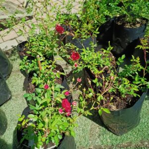 Rose Red Cascade 5L