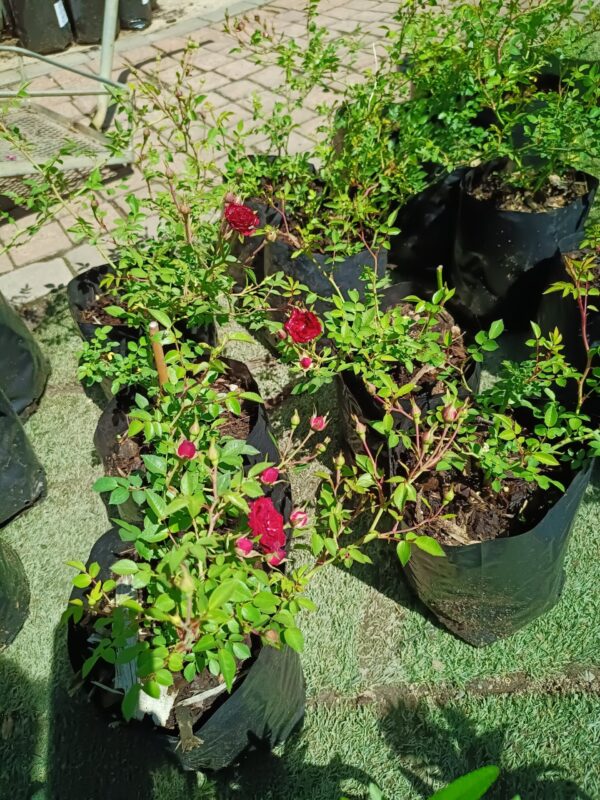 JPEG_20261008_124019_3146406788604775770-scaled-1 Rose Red Cascade 5L