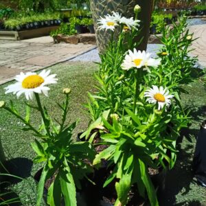 Shasta Daisy (Leucanthemum x Superbum)