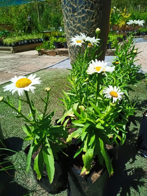 JPEG_20261008_124304_7106640603397815193-scaled-1 Shasta Daisy (Leucanthemum x Superbum)