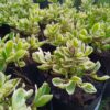 JPEG_20261015_085816_4712854032050001503-scaled-1 Plectranthus Neochilus Variegated
