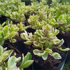 JPEG_20261015_085816_4712854032050001503-scaled-1 Plectranthus Neochilus Variegated