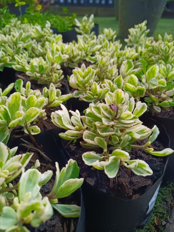 JPEG_20261015_085816_4712854032050001503-scaled-1 Plectranthus Neochilus Variegated