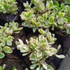 JPEG_20261015_085833_5266478528886385959-scaled-1 Plectranthus Neochilus Variegated
