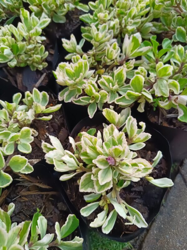 JPEG_20261015_085833_5266478528886385959-scaled-1 Plectranthus Neochilus Variegated