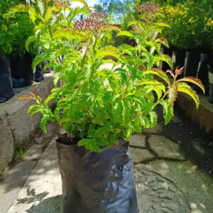Spiraea japonica Pink 10L