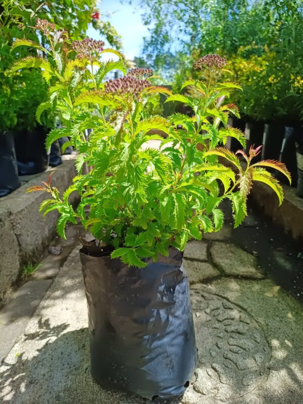 JPEG_20261016_115728_2983162973541620718-scaled-1 Spiraea japonica Pink 10L