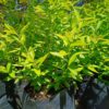 Spiraea Japonica White 10L