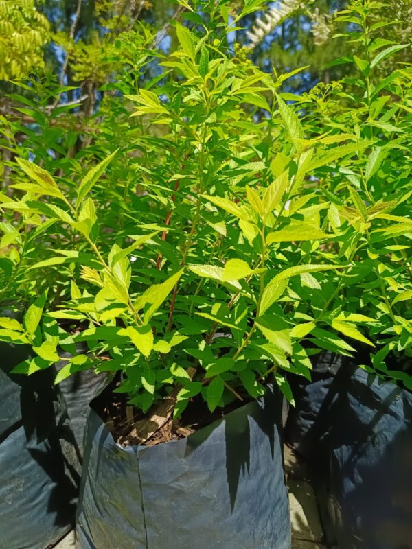 Spiraea Japonica White 10L