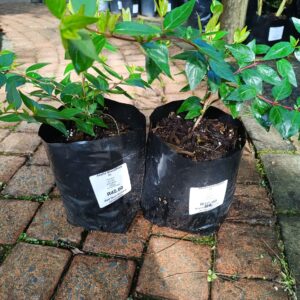 Abelia Grandiflora 5l