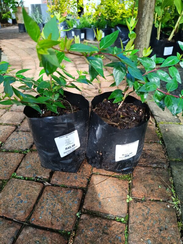 JPEG_20261019_085933_4522867528584715770-scaled-1 Abelia Grandiflora 5l
