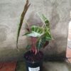 JPEG_20261021_081940_1085898878626111519-scaled-1 Alocasia Nairobi 14cm