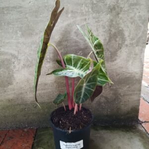 Alocasia Nairobi 14cm