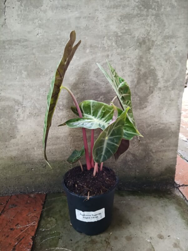 JPEG_20261021_081940_1085898878626111519-scaled-1 Alocasia Nairobi 14cm