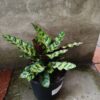 JPEG_20261021_082643_4825204159318253647-scaled-1 Calathea Lancifolia 14cm