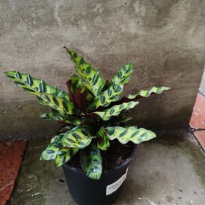 Calathea Lancifolia 14cm