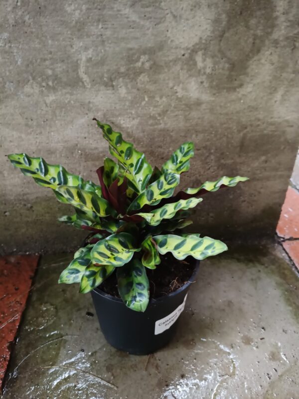 JPEG_20261021_082643_4825204159318253647-scaled-1 Calathea Lancifolia 14cm